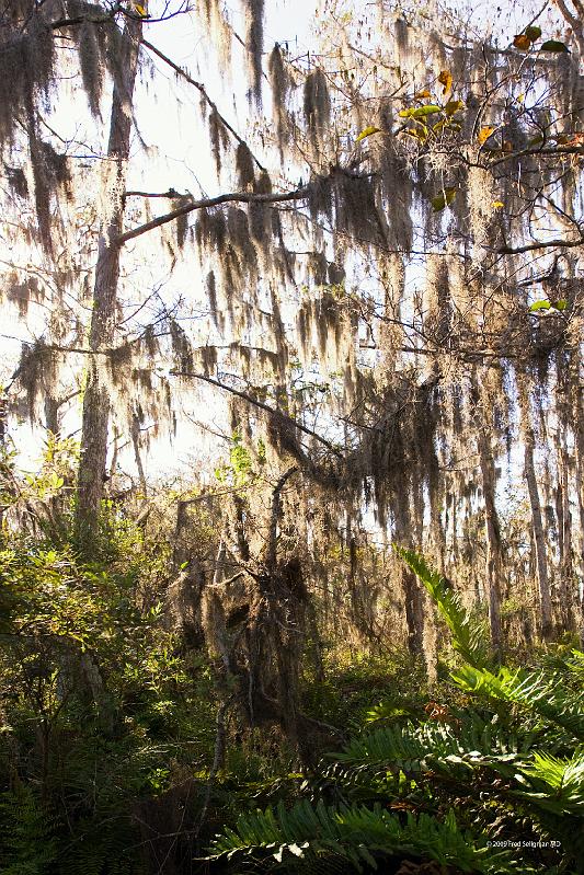 20090220_153347 D3 P1 3400x5100 srgb.jpg - Spruce Walk, Loxahatchee National Wildlife Preserve